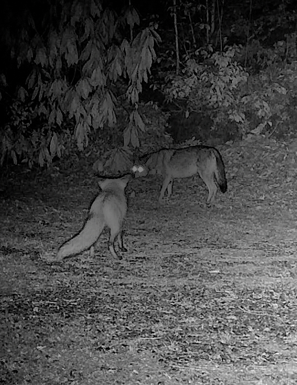 fox vs coyote